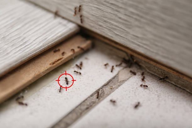 Best Ant Control Services  in Byron, GA