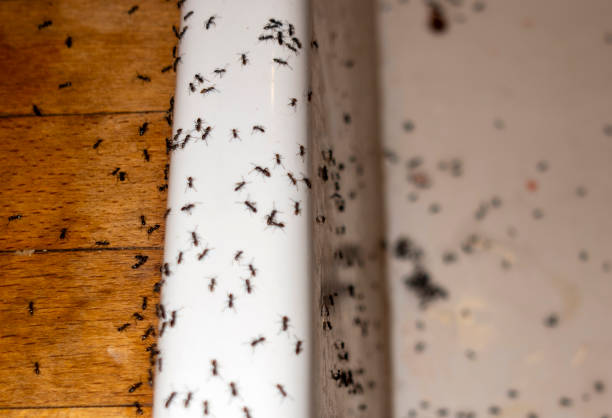 Best Exterminator Services  in Byron, GA