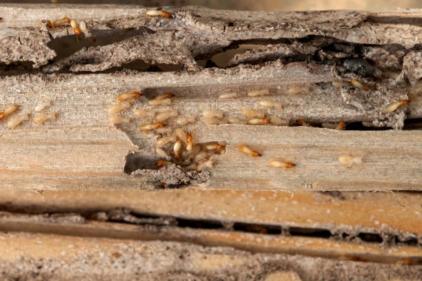 Best Pest Control Near Me  in Byron, GA